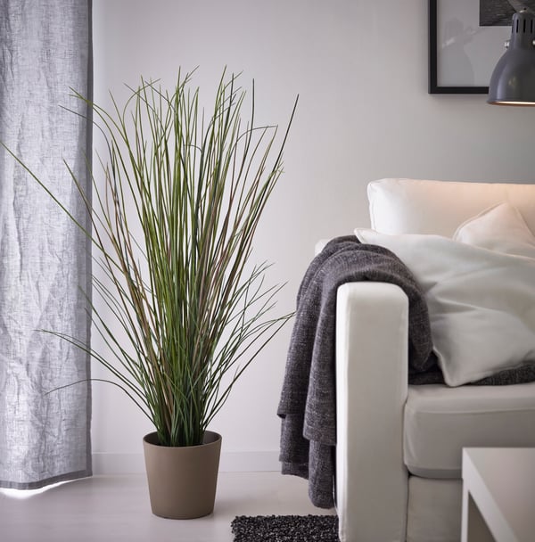 planta