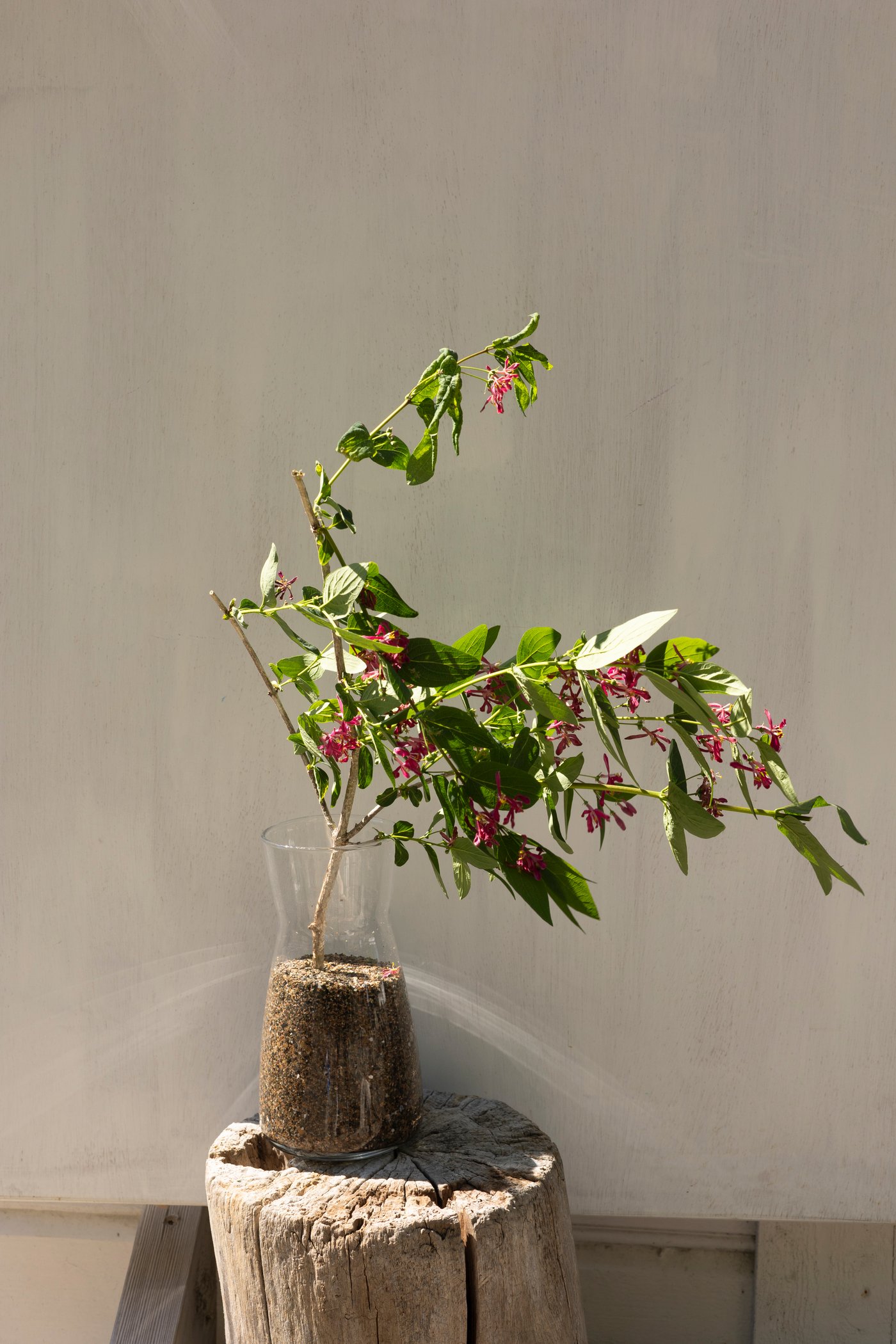 En vase med sand og en blomst.