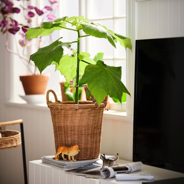 On a TV bench in a living room is a bright green plant in a handweaved pot in natural fibre. A window and one more plant.