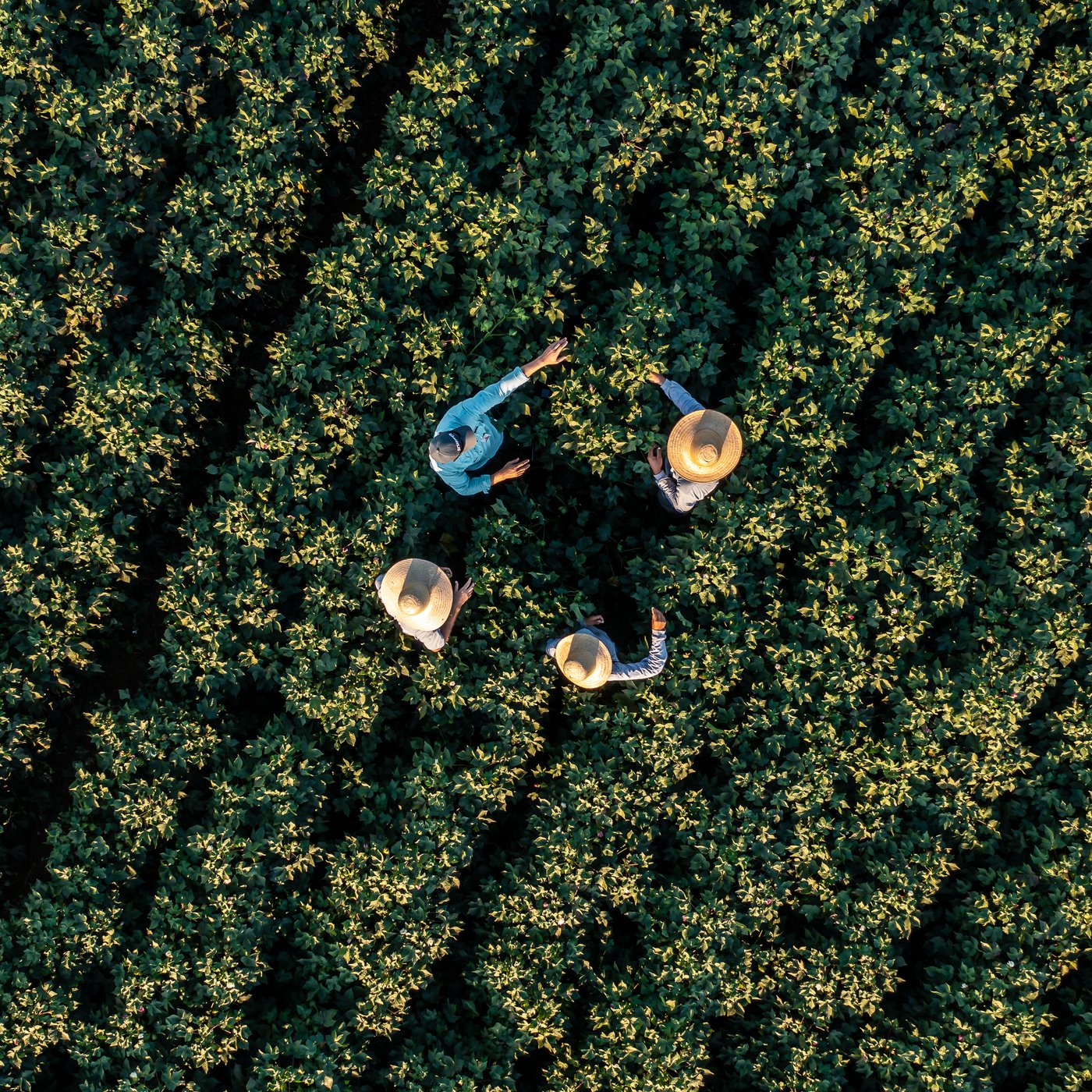 People harvesting crops in neatly planted agricultural fields viewed from above.