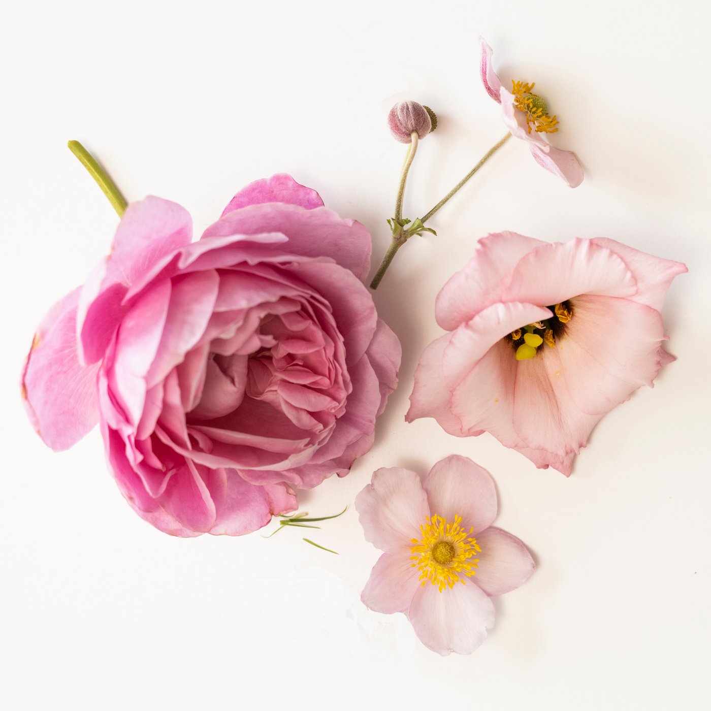 Rosa Blüten und eine große rosafarbene Blume auf hellem Hintergrund