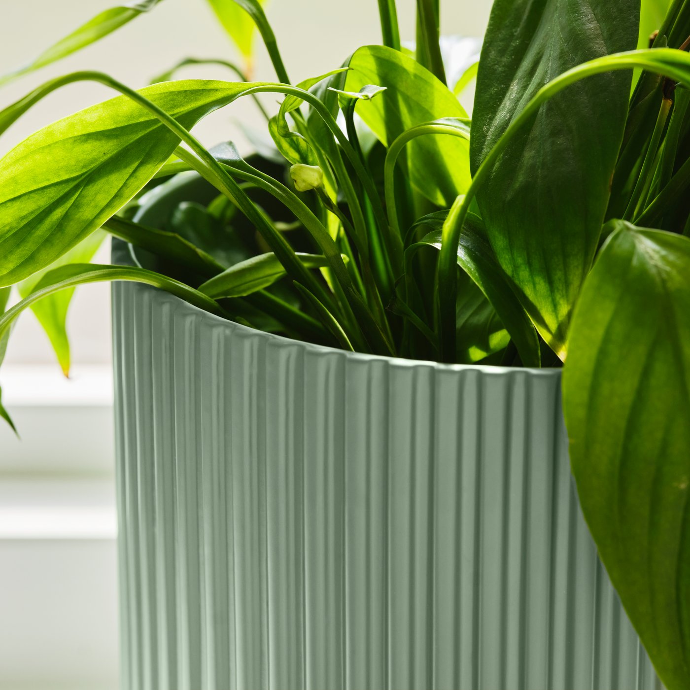 A green DAKSJUS plant pot