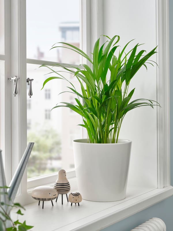 En Areca palme DYPSIS LUTESCENS i en hvid urtepotteskjuler i en lys vindueskarm.