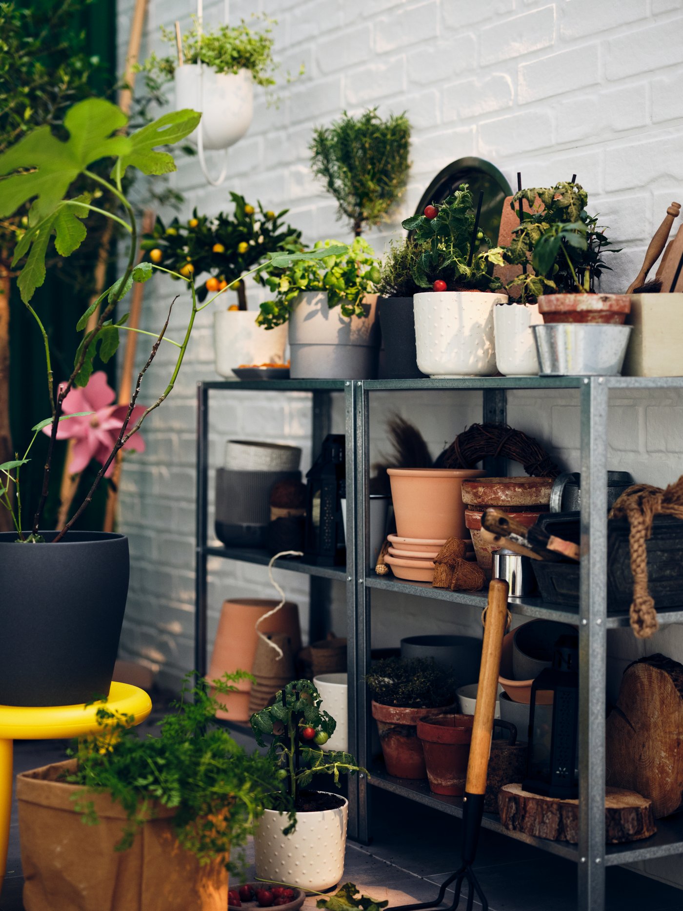 By a white brick wall stand side-by-side HYLLIS shelving units filled with plant pots, plants and planting accessories.