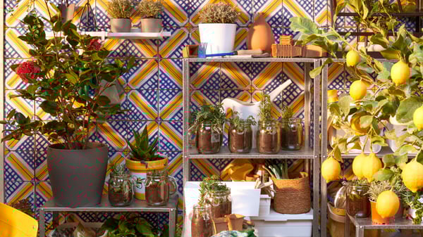 Shelves on a terrace with pots with flowers, fruit trees and other plants.