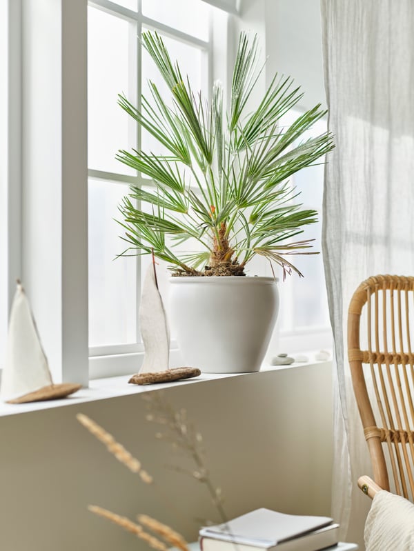 In a light-filled window is a green plant in a white ceramic pot. A white linen curtain and a rattan easy chair.