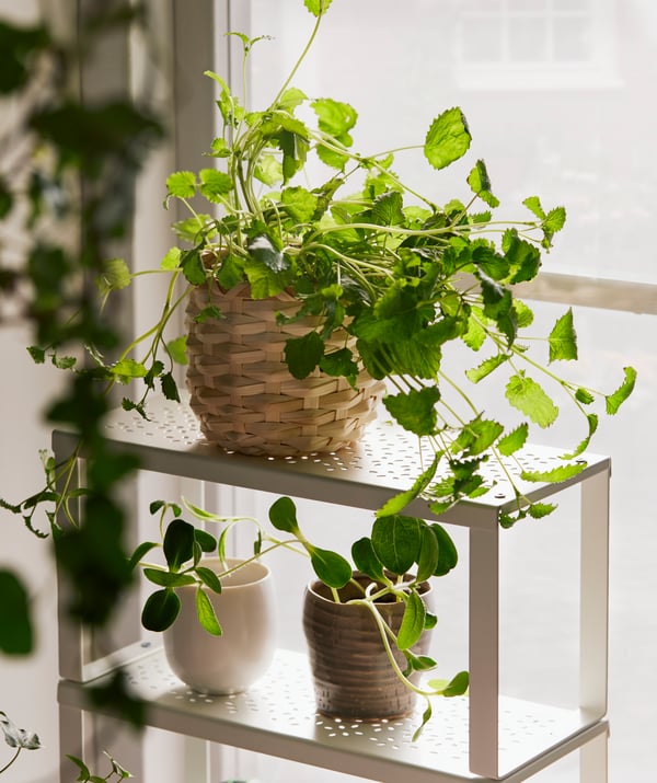 Small, slimline VARIERA shelf standing on a sunlit window sill and filled with several small flower pots with leafy plants.