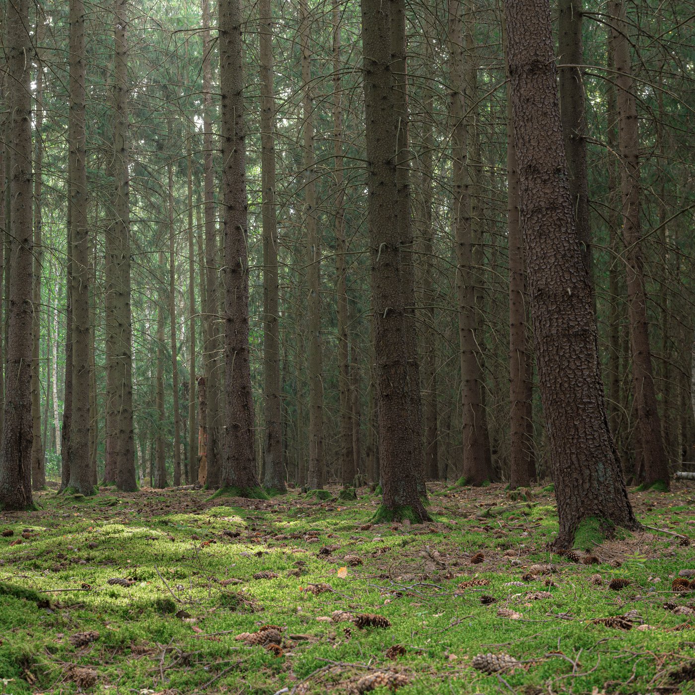 En skovbund med høje træer og mos i bunden.