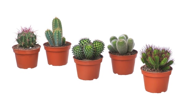 An assorted CACTACEAE potted plant