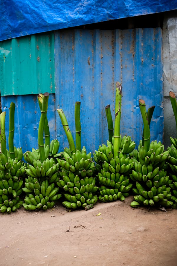 Régimes de bananes entreposés devant une cabane bleue