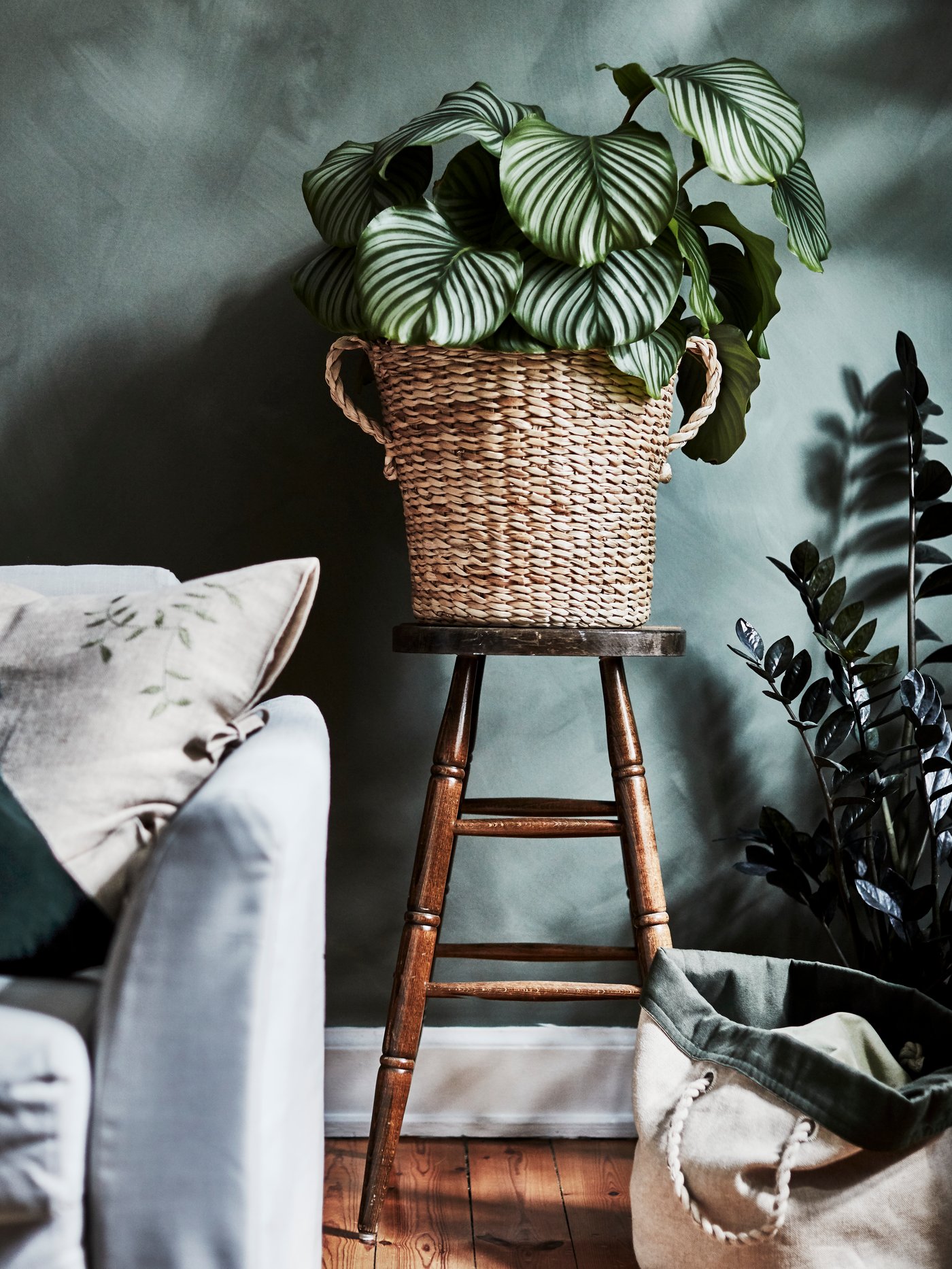 A large, lush green plant inside a pot made of banana fibre standing on a stool in a living room setting.