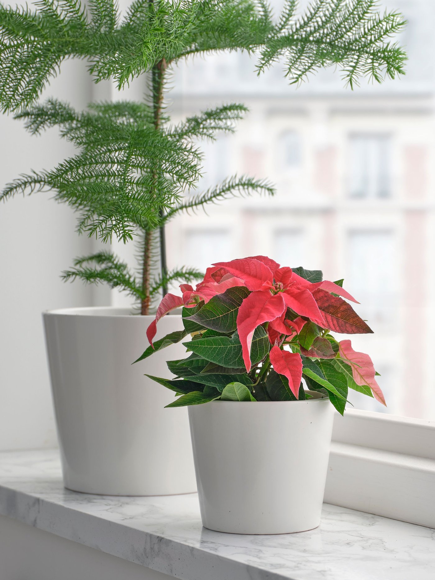 A white SOJABÖNA plant pot