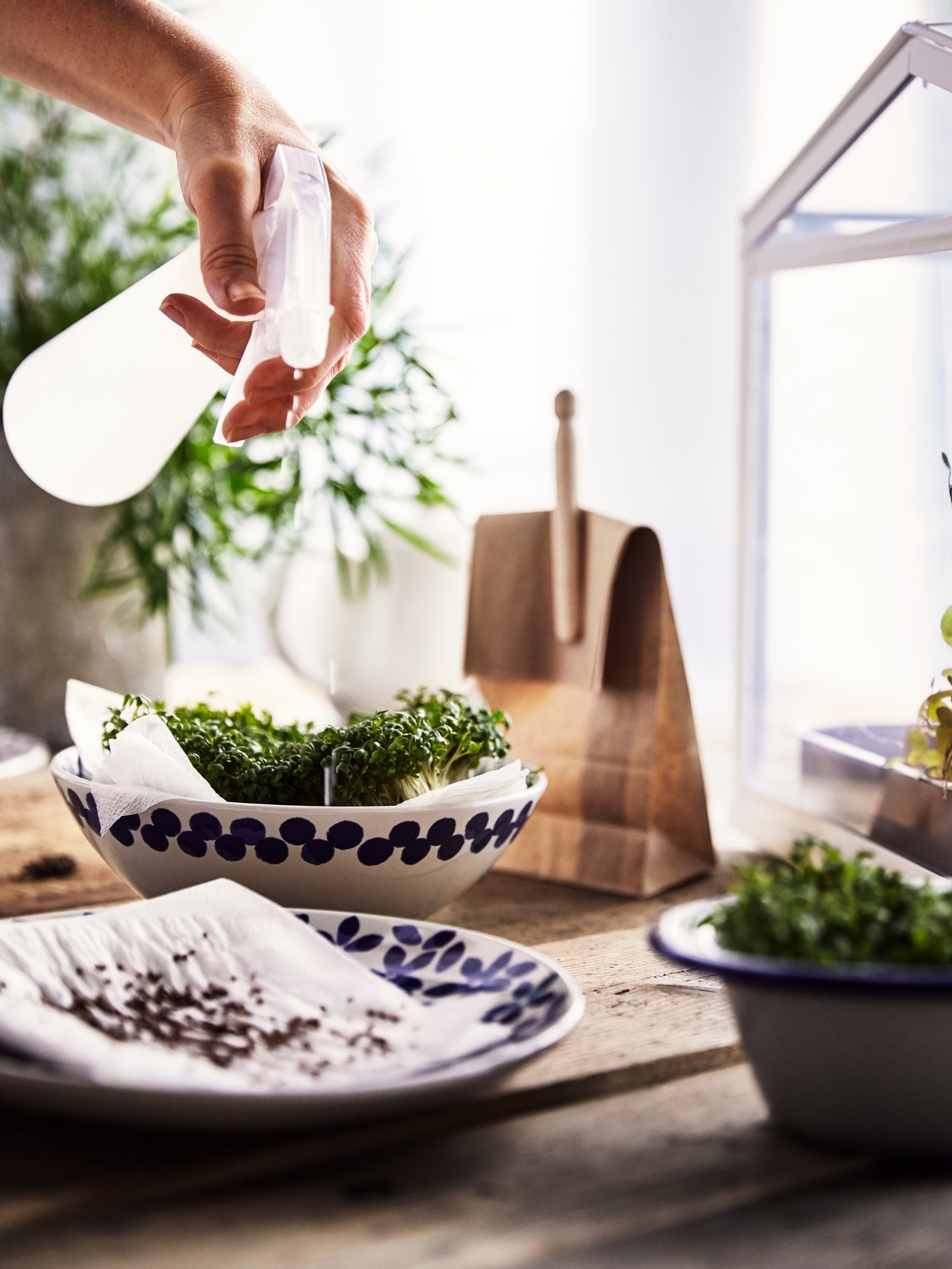 Ein grober Holztisch mit einem Keramikteller und Schüsseln voller Samen. Selbst gezogene Kresse auf Papier wird mit TOMAT Sprühflasche in Weiss besprüht.