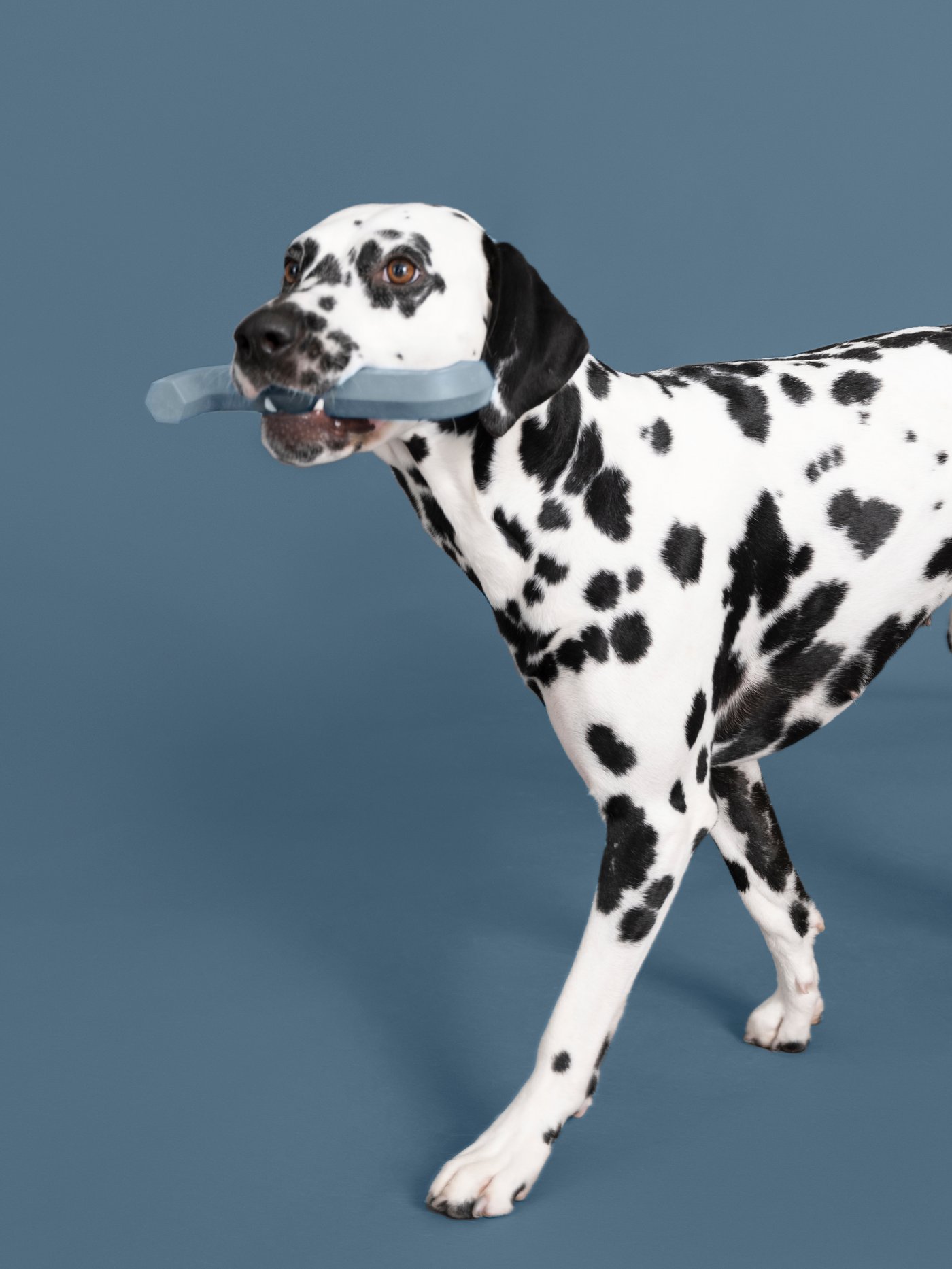 Un juguete para perros UTSÅDD gris azulado