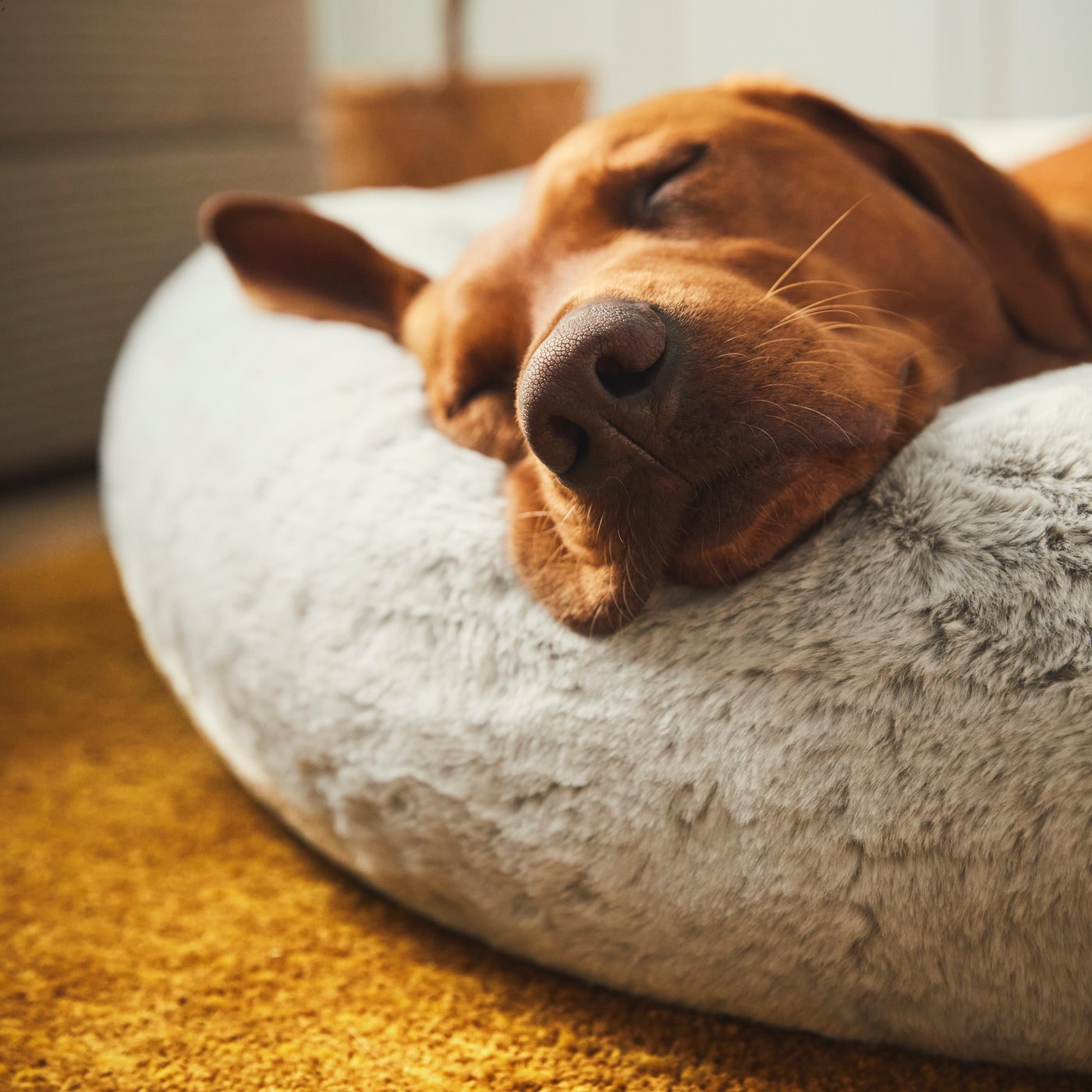 Dog sleeping on dog pillow