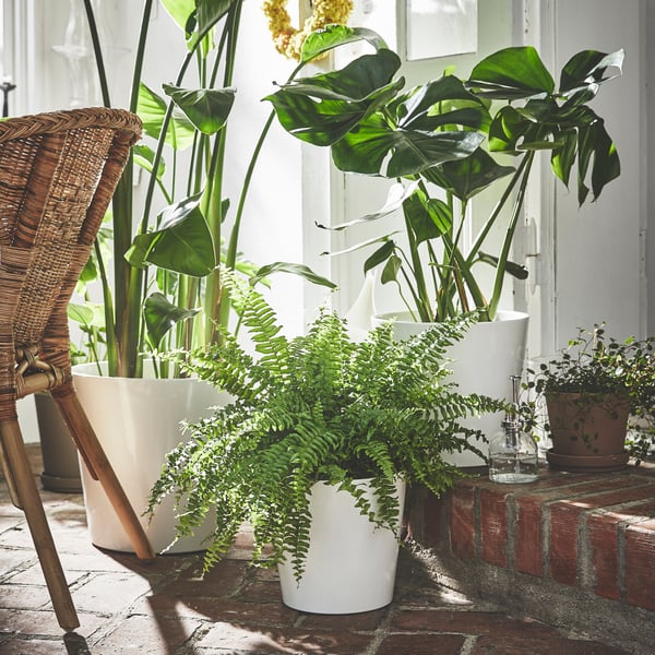 SOJABÖNA plant pots in white are placed on brick steps.