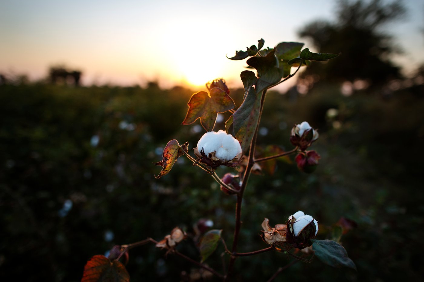 Katoenplant met drie witte, pluizige zaadbollen, in een weelderig groen veld met katoenplanten bij zonsondergang.