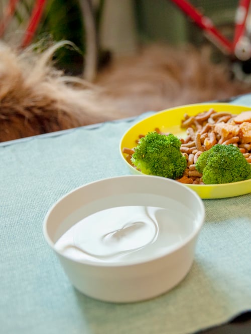 A KALAS bowl of water and a KALAS plate of food, set on a table in front of a dog.