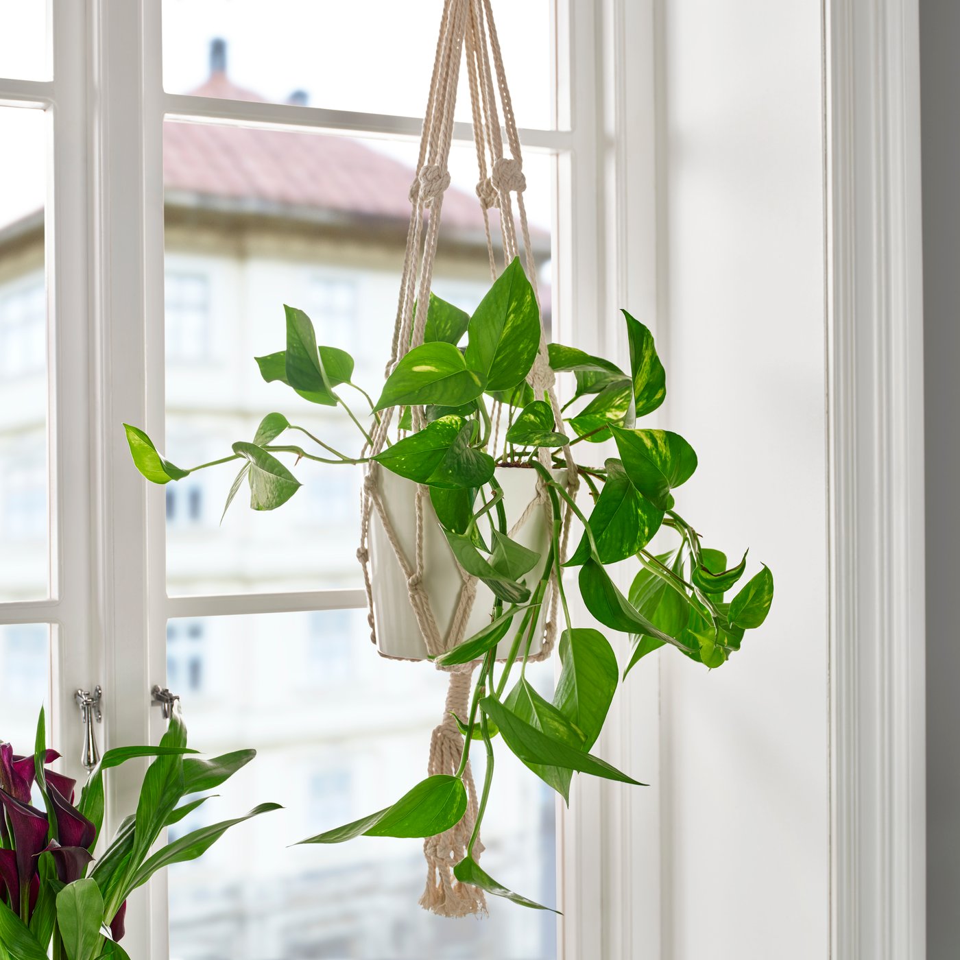A Golden Pothos EPIPREMNUM hanging plant