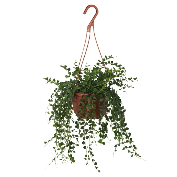 A Million hearts DISCHIDIA hanging plant