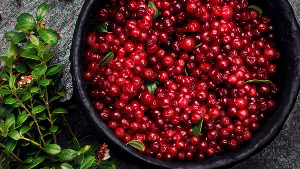 A black bucket full of freshly picked lingonberries standing outside on rock beside a lingonberry bush.