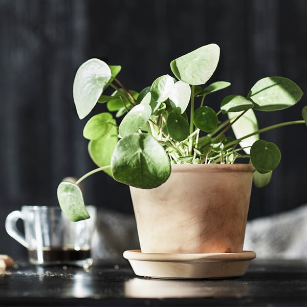 An in/outdoor terracotta MUSKOTBLOMMA plant pot with saucer