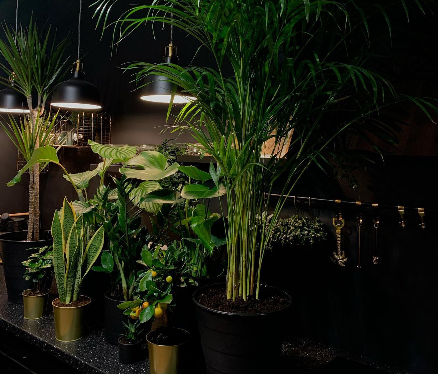 Una lengua de suegra SANSEVIERIA TRIFASCIATA planta en maceta