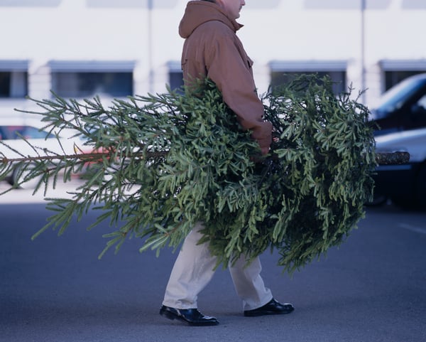 Eine Person trägt eine Tanne.