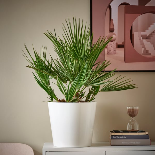 Una planta grande en un macetero SOJABÖNA blanco sobre un mueble en un living.
