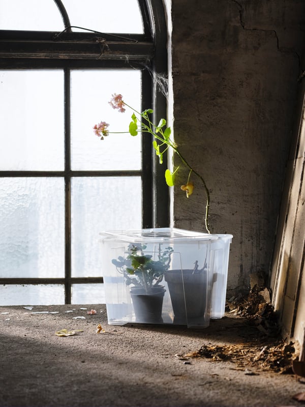 maceteros con plantas delante de una ventana
