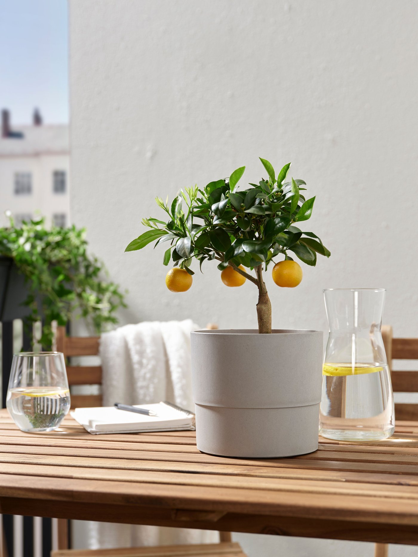 A Calamondin CITRUS potted plant