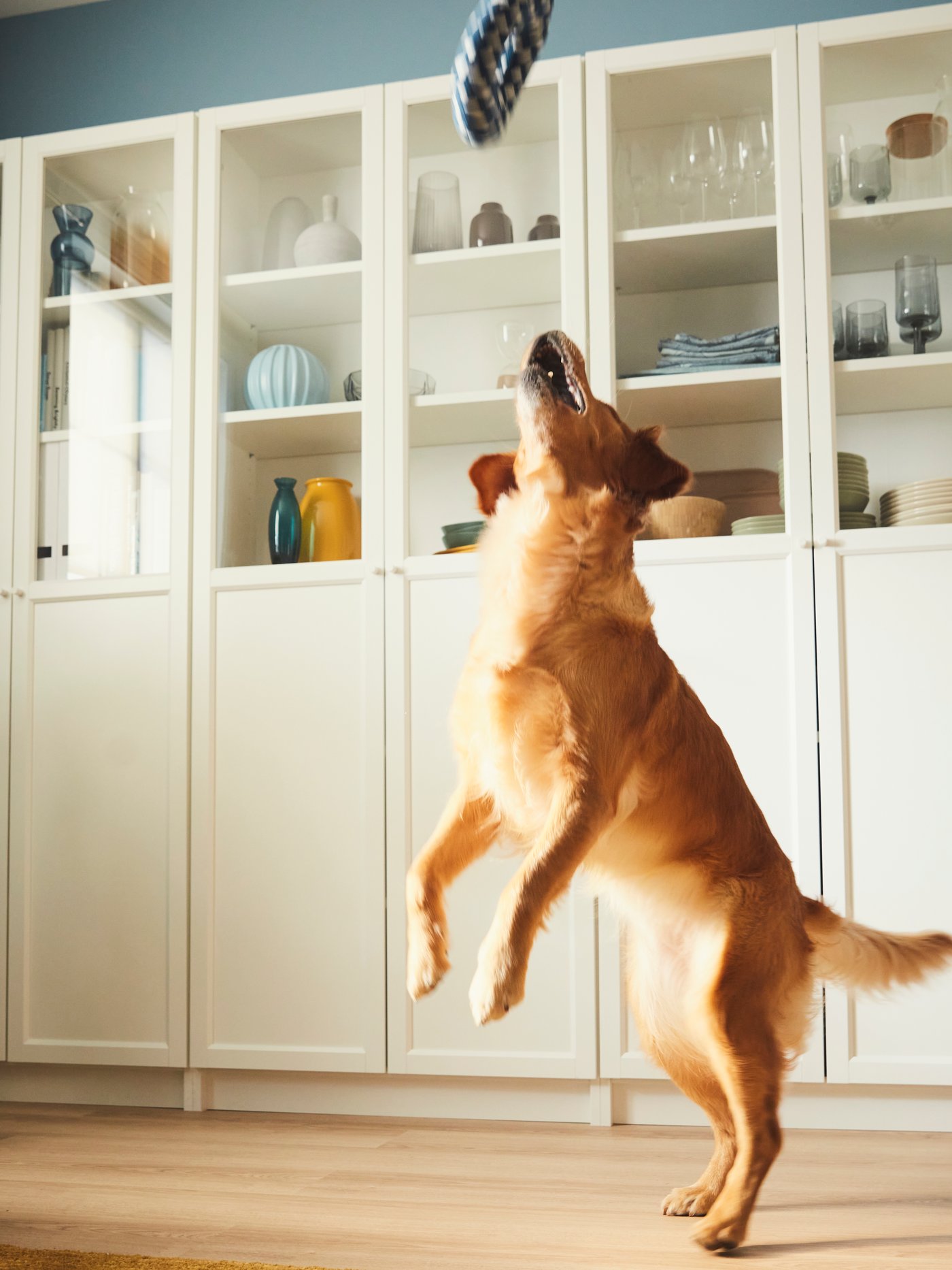 Hund hoppar upp på bakbenen inomhus för att fånga en blåvit UTSÅDD leksak, med vita vitrinskåp fyllda med porslin och glas i bakgrunden.