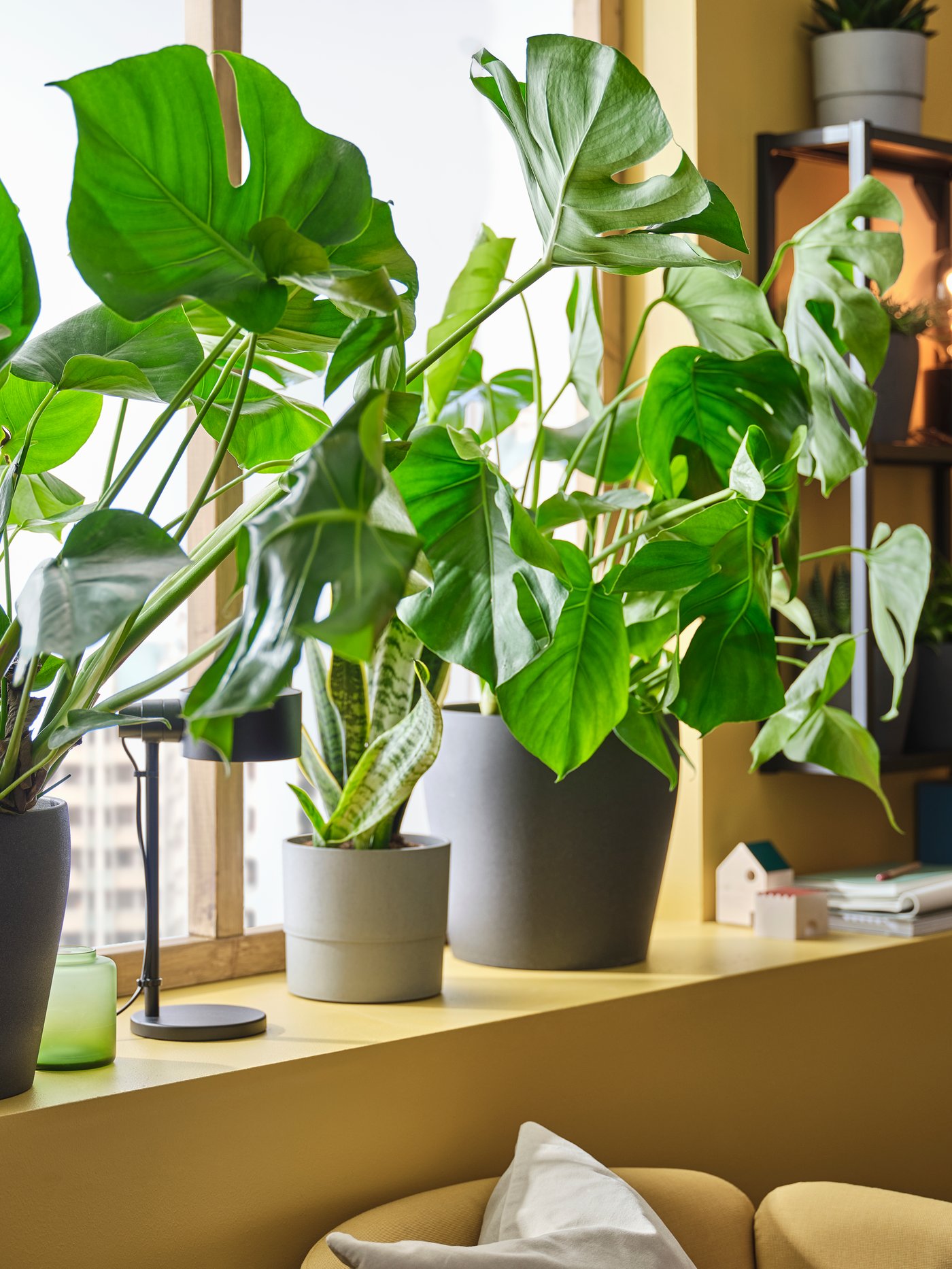 ثلاث نباتات خضراء بأحجام مختلفة باللونين الرمادي والبيج على حافة نافذة صفراء مصباح عمل أسود وكرسي اصفر بذراعين