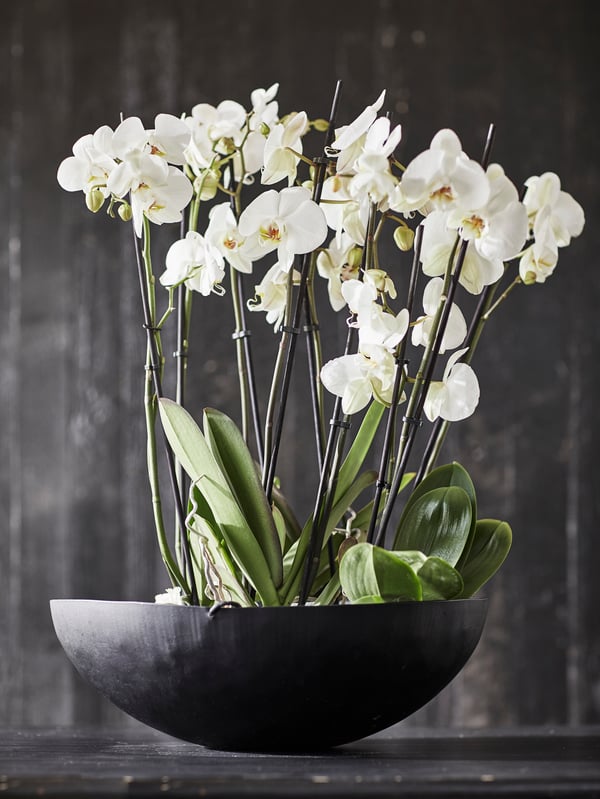 An Orchid/2 stems PHALAENOPSIS potted plant