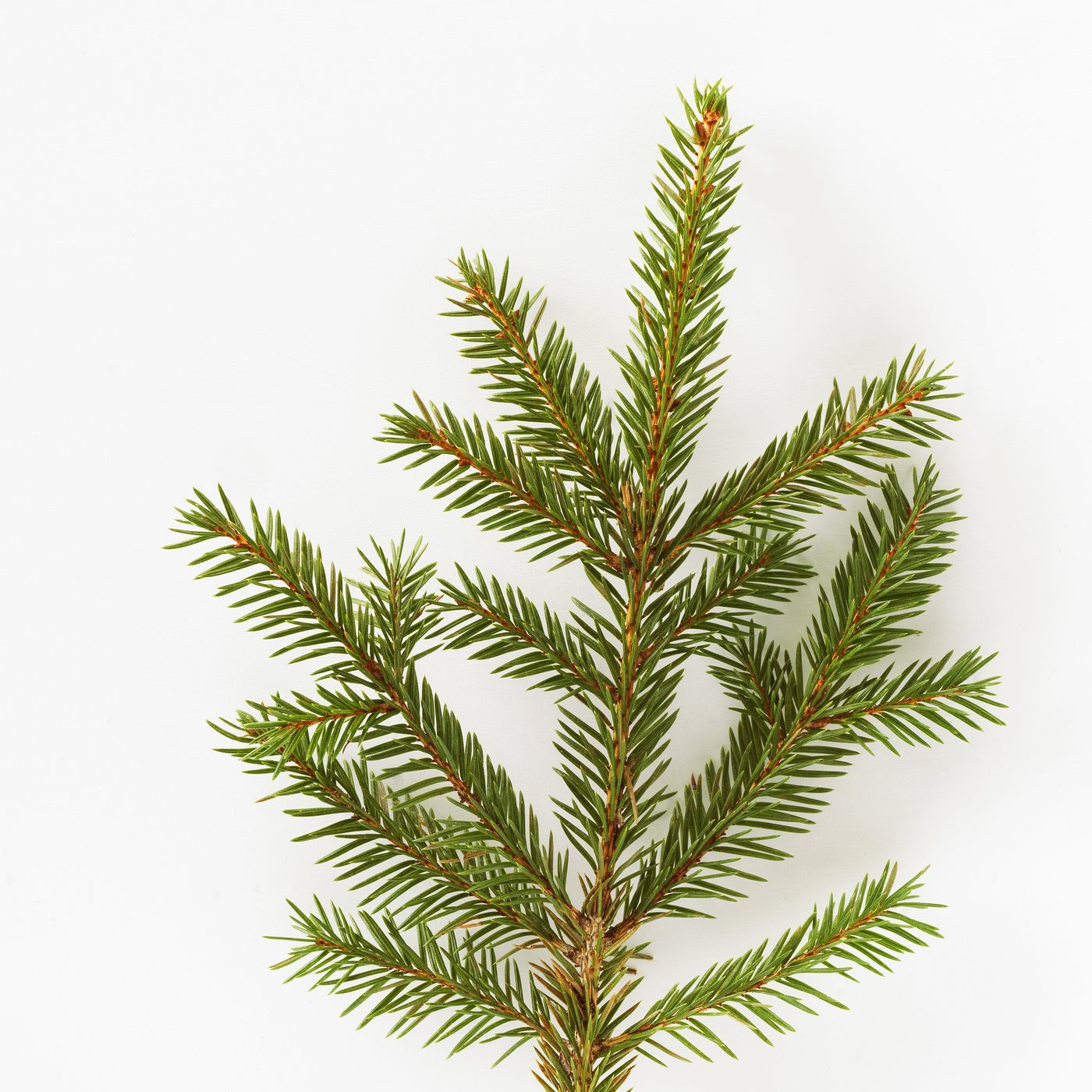 Una candela profumata invernale al pino/verde VINTERFINT