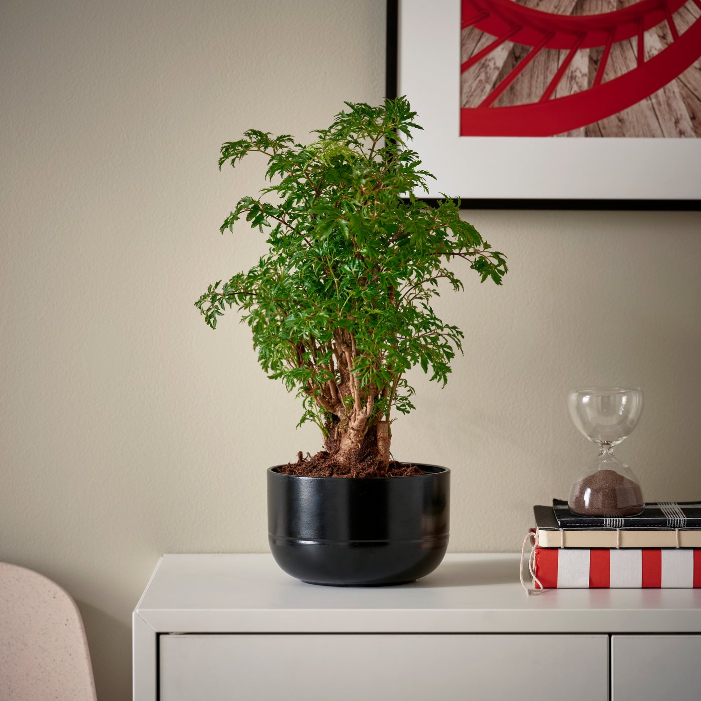 En bonsai/blandade färger POLYSCIAS krukväxt med kruka