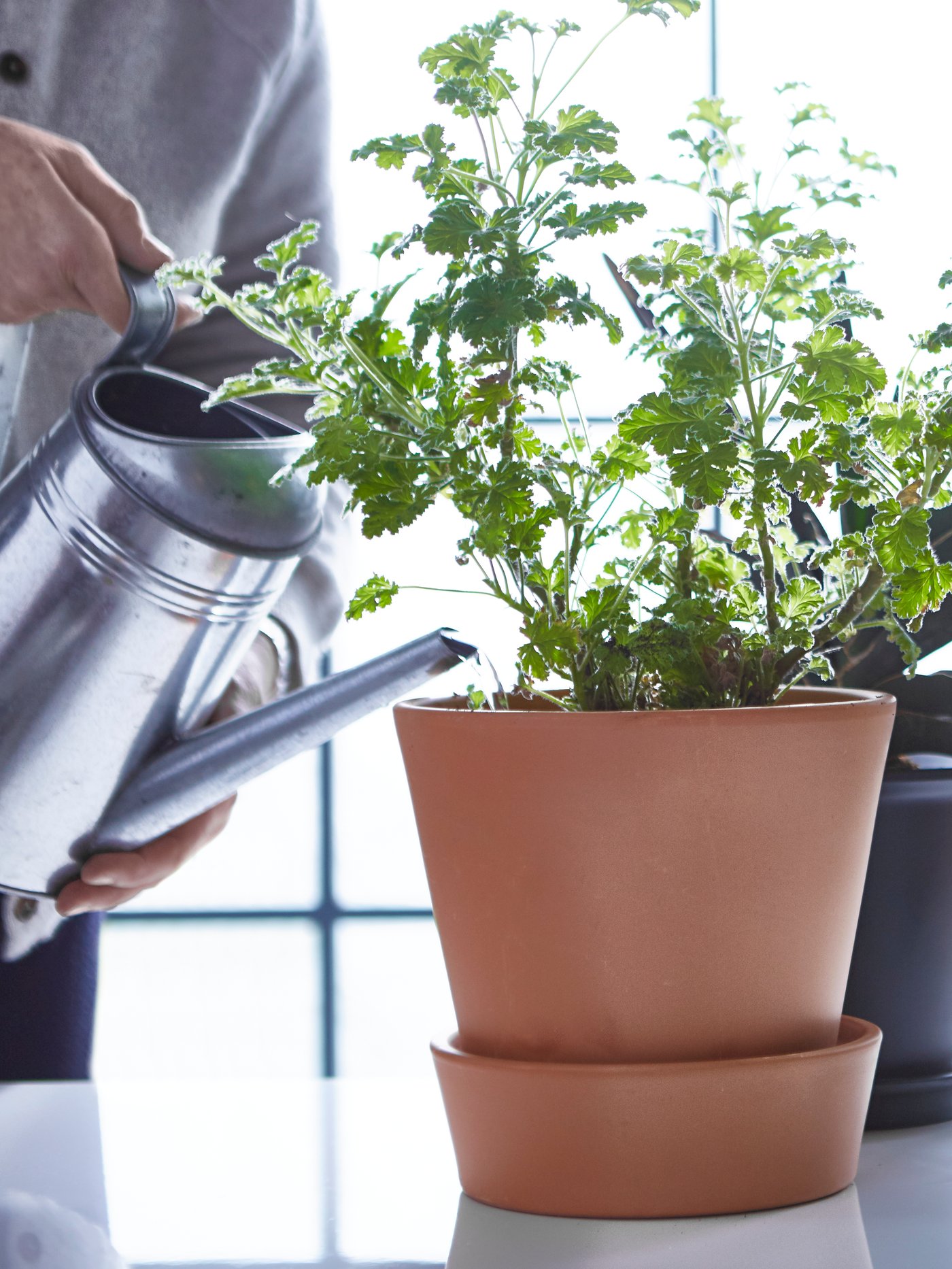 Tumbuhan hijau di dalam pasu tumbuhan pada permukaan meja disiram oleh seseorang yang memegang bekas siraman logam.