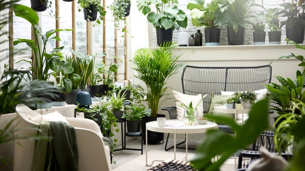 A lush sunroom with many green plants, a TALLSKÄR outdoor 2-seat sofa and armchair, and a beige SKARPÖ outdoor armchair.