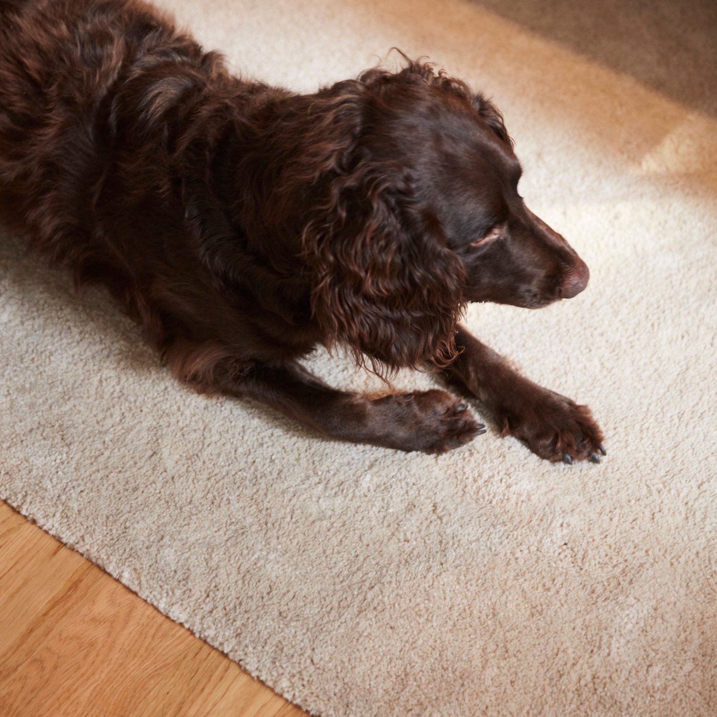 En hund med mörkbrun päls ligger på en beige STOENSE matta.
