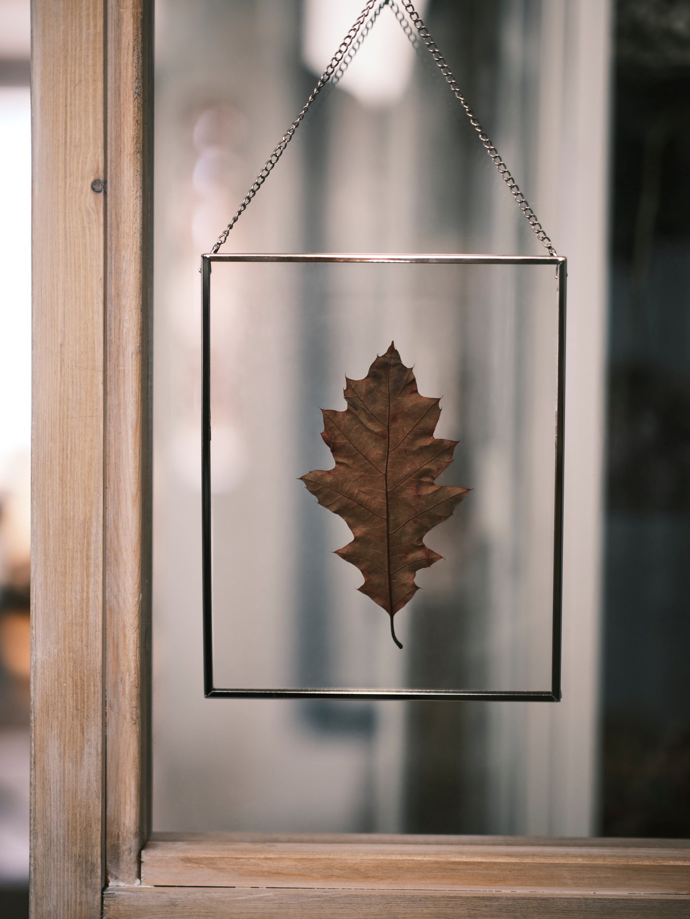 A single leaf displayed in a silver-colour LERBODA frame hanging in a window.