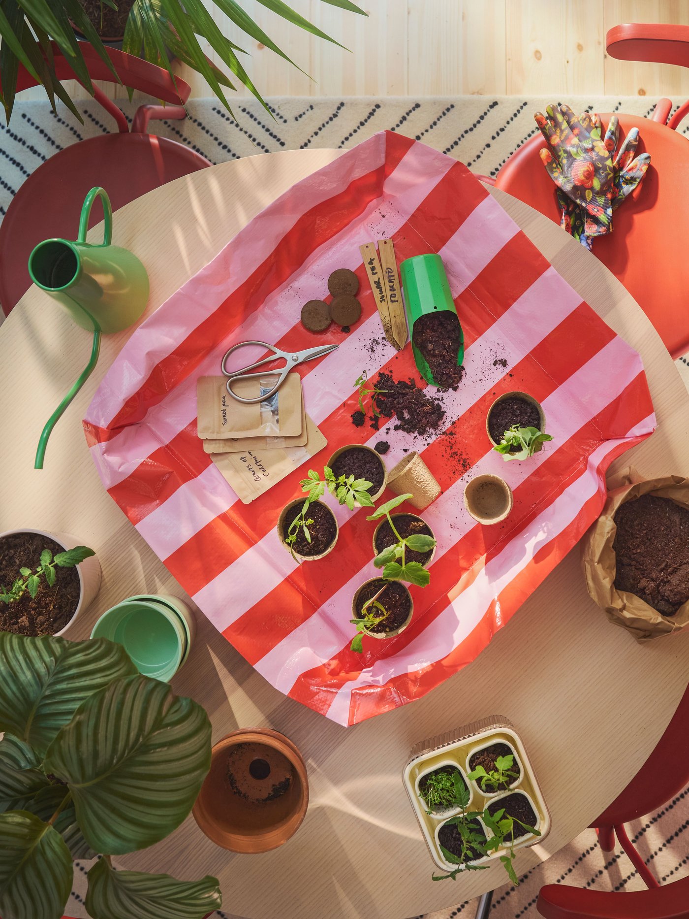 A transparent/off-white DOFTRIPS growing set in the dining room