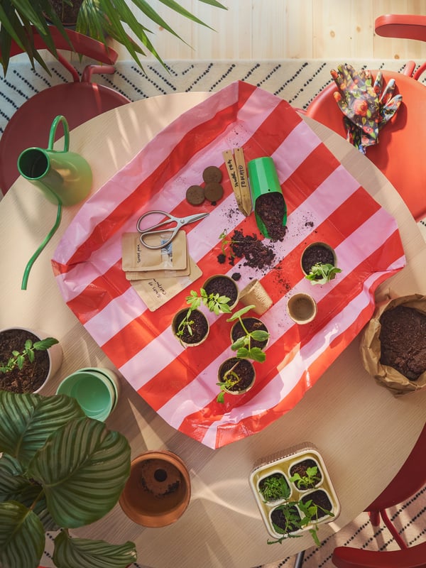 A transparent/off-white DOFTRIPS growing set in the dining room