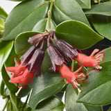 Bright red and deep purple flowers bloom amidst large, glossy green leaves, vividly showcasing lush plant health.