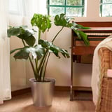 Silver-potted plant near piano, retro-style.
