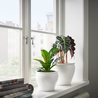 Two potted plants on windowsill, one large, one small, with magazines and city view.