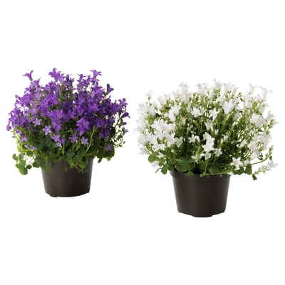 Two potted plants, one with purple flowers, one with white. Both in black pots.