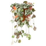 CEROPEGIA WOODII in terracotta, green leaves. - 35 characters