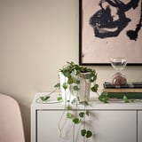 Small potted CEROPEGIA WOODII plant on sideboard, surrounded by books; small green leaves cascading over edges.