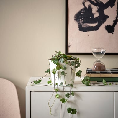 Small potted CEROPEGIA WOODII plant on sideboard, surrounded by books; small green leaves cascading over edges.
