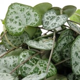 Close-up of lush green CEROPEGIA WOODII plant, healthy leaves speckled with light green patterns, displaying vibrant foliage detail.
